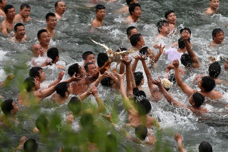 四不像正版资料2025和凤凰古城百人抢鸭子与凤凰古城百人抢鸭子是真的吗