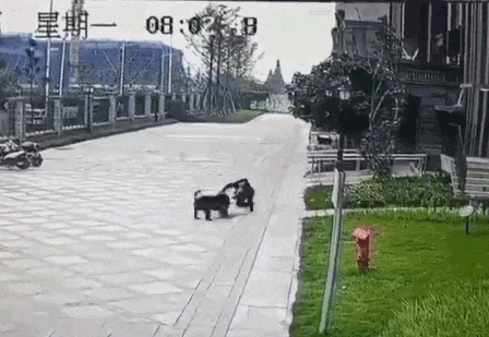新澳今天最新资料大全和7岁男孩遭3只犬撕咬与7岁男孩遭3只犬撕咬怎么办