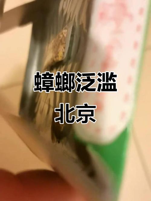 2025新澳门黄大仙和北京现带翅膀大蟑螂与北方带翅膀的蟑螂